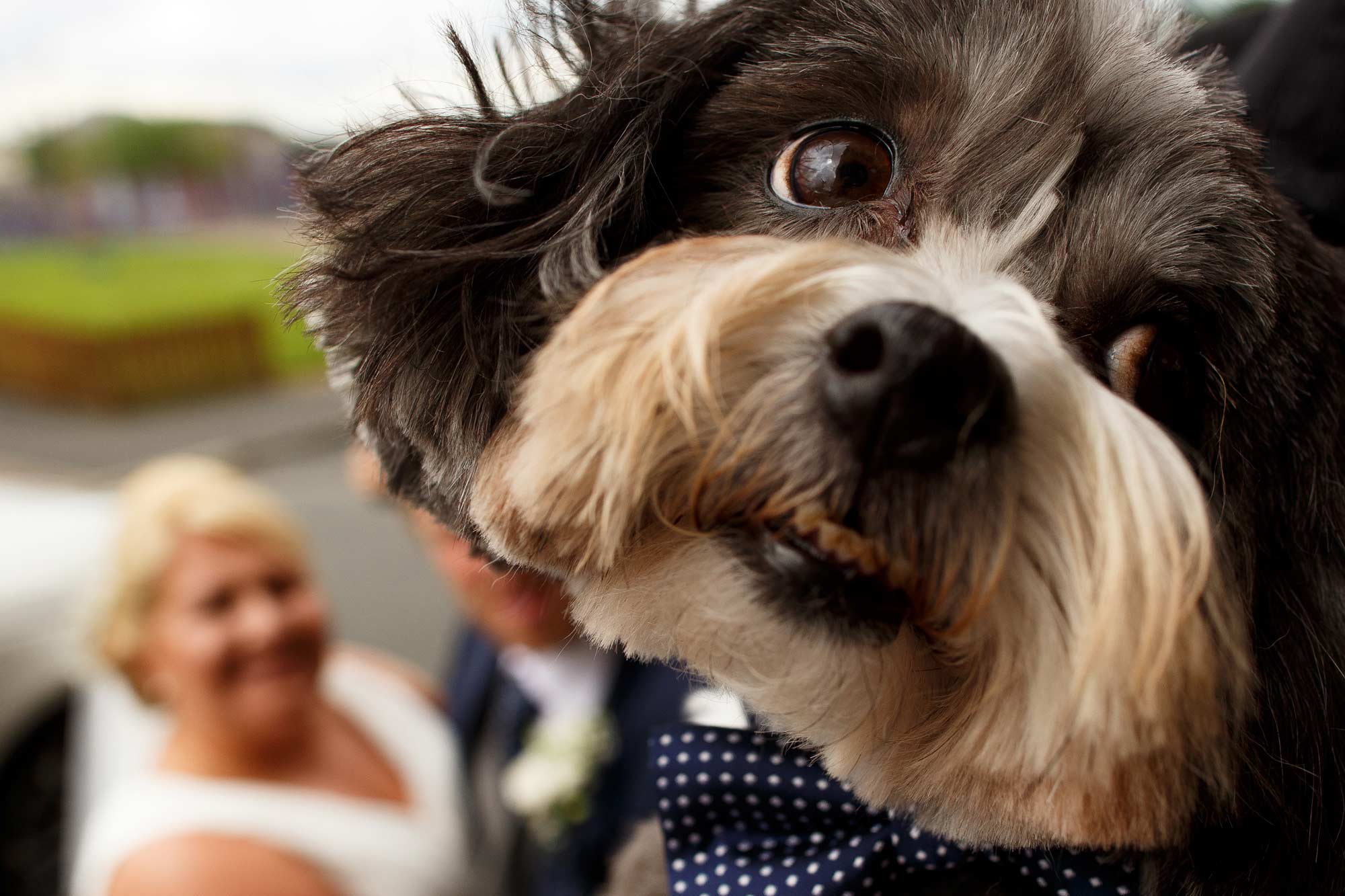 close up of a dog at a wedding